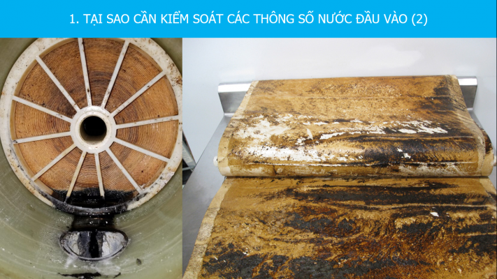 Màng ro cáu cặn